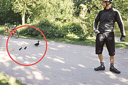 Eine Entenfamilie auf dem Parkweg