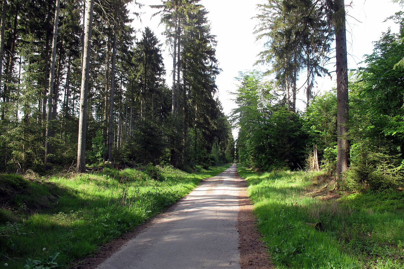 Waldweg 