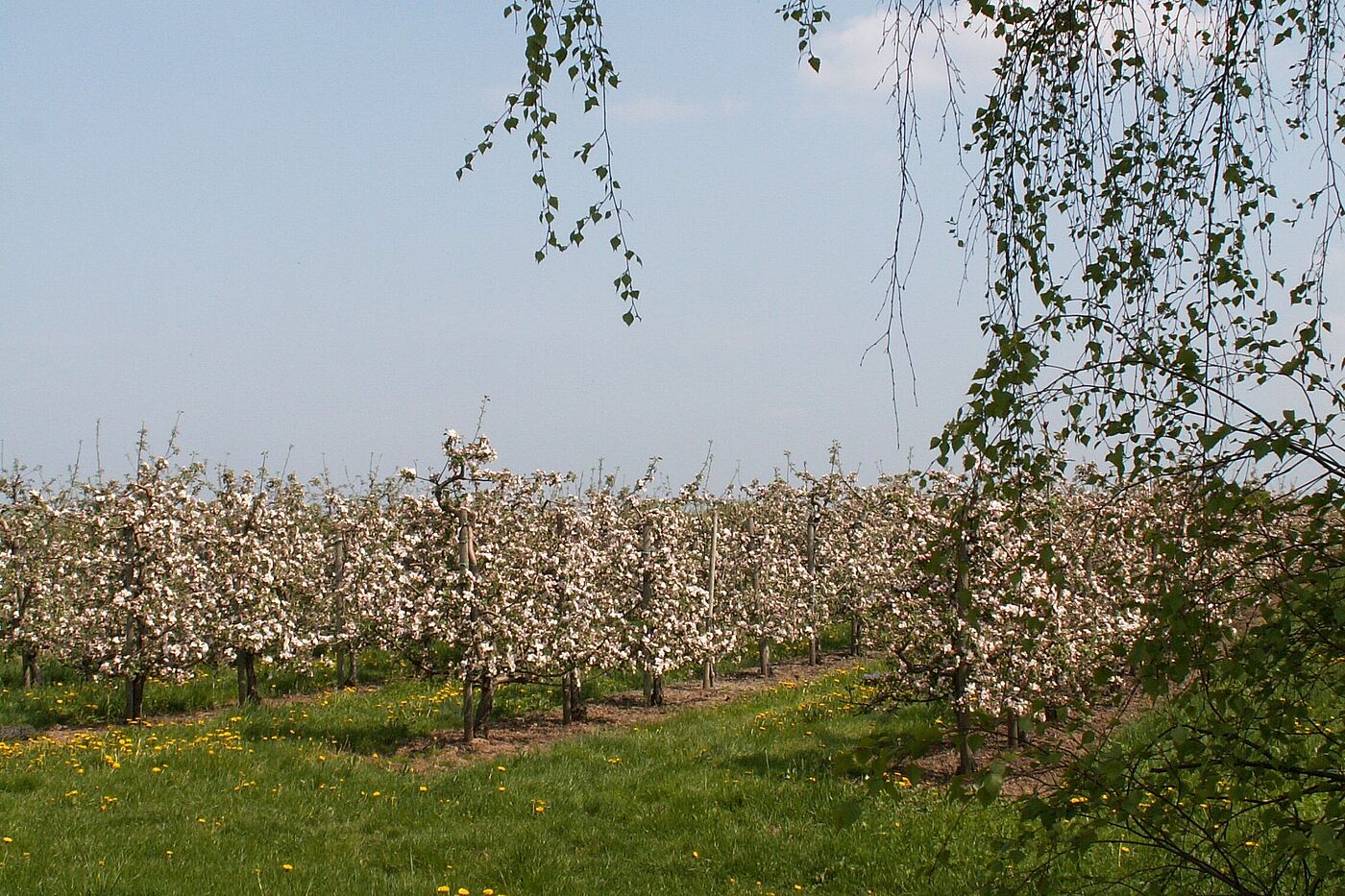 Frühling im Alten Land