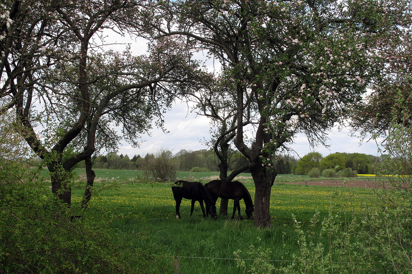 Apfelblüte