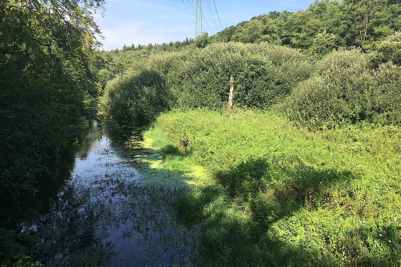 die wilde Bille