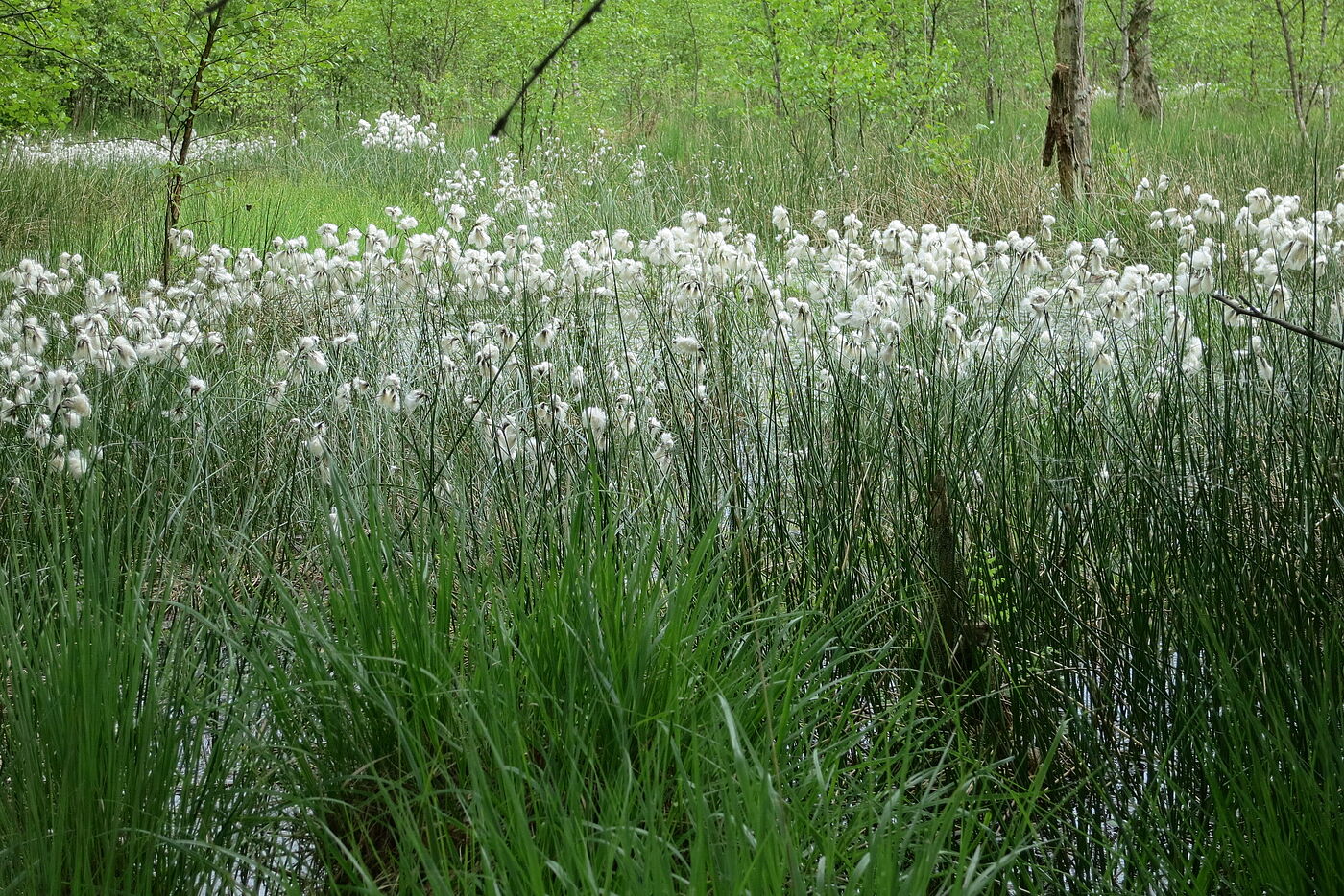 Wollgras im "Lütt Wittmoor"