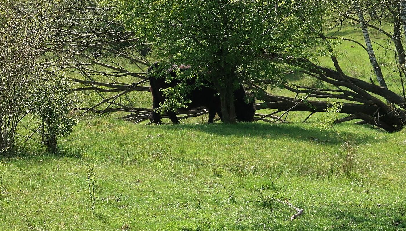 Galloway in freier Wildbahn