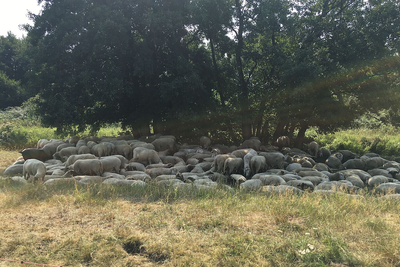 Schafe in der Seeveniederung