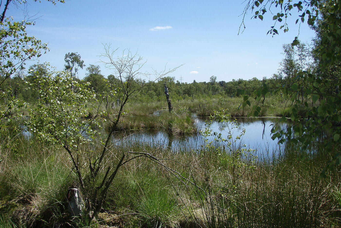 Moor an Pauls Wanderweg