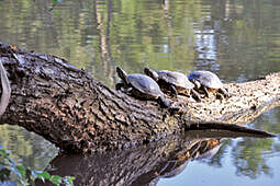 Schildkröten auf einem Baum im Wasser an der Wandse einem Bach in Hamburg