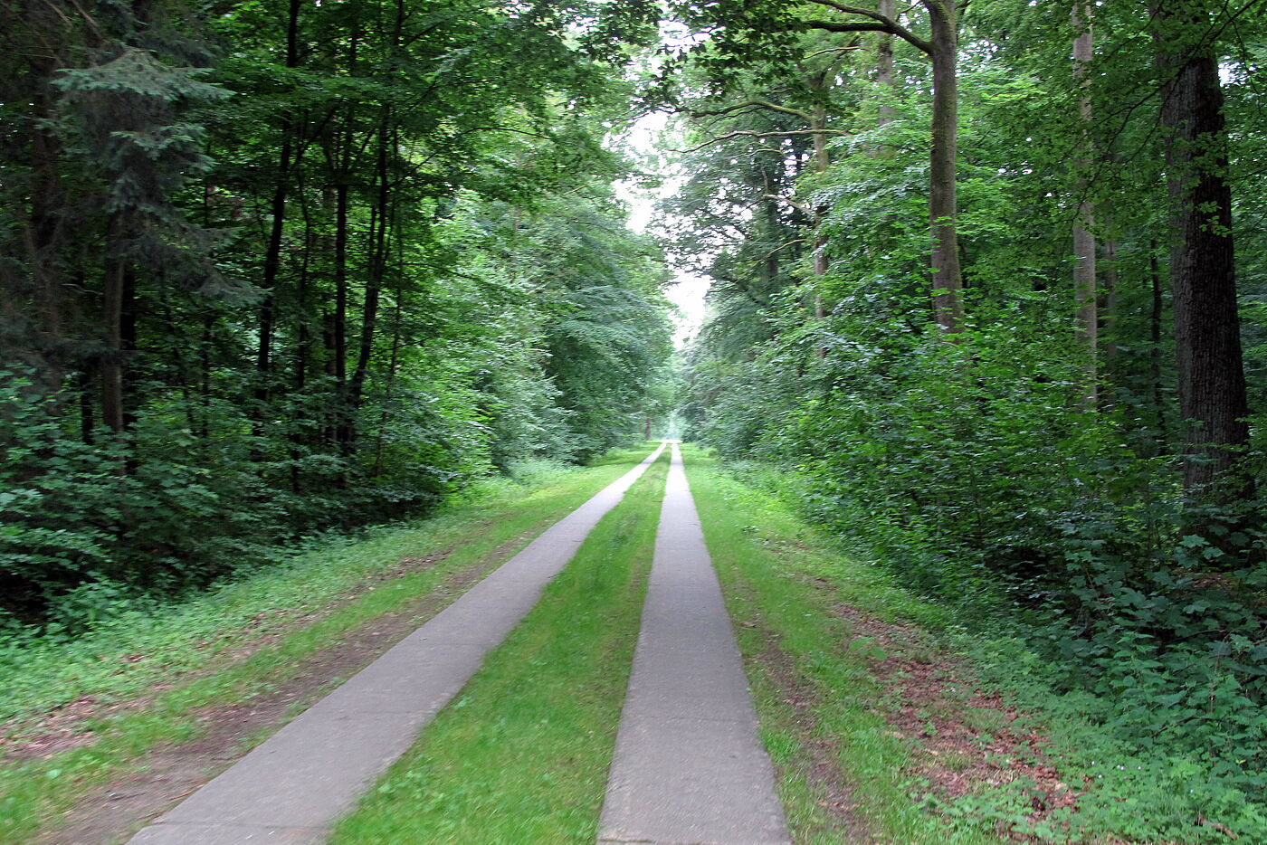  Schwarzenbeker Wald  