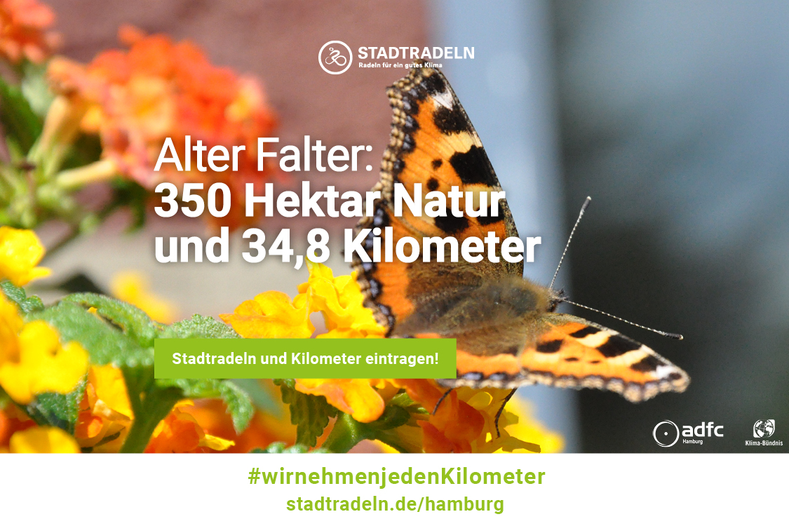 Alter Falter